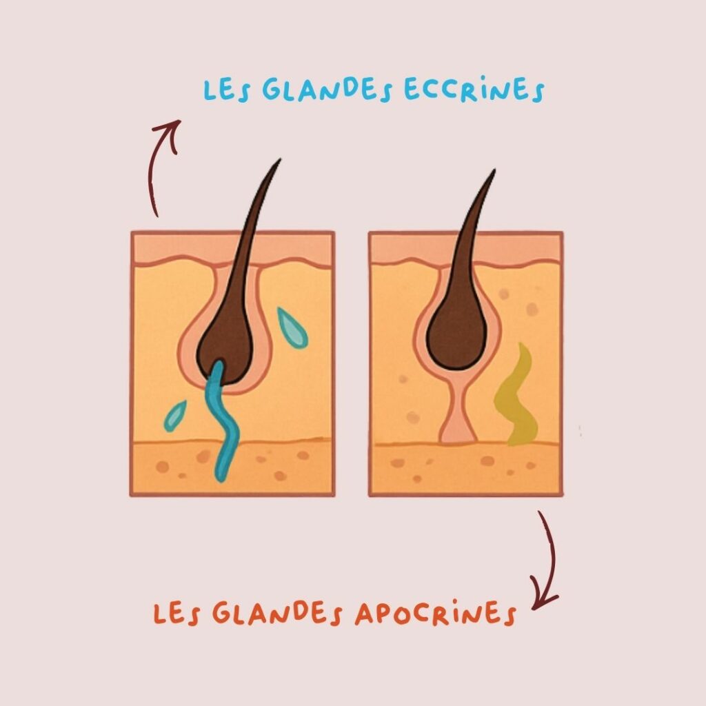 Glandes eccrines & glandes apocrines