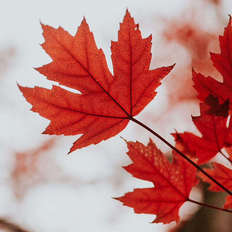 ERABLE-cole-keister-rydTSO7xB5A-unsplash